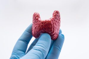 Doctor holds in hand, dressed in latex glove, anatomical model of human thyroid.