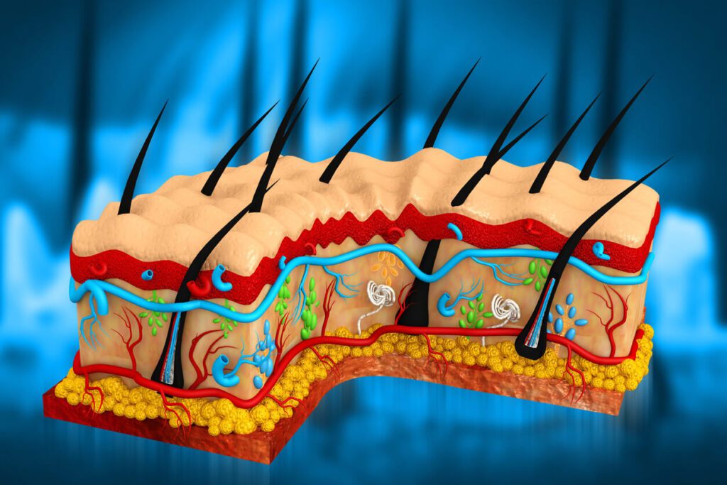 3d illustration of the Human skin, skin structure, body fat.